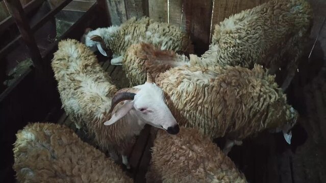 Goat or sheep are four-legged ruminants with thick hair that are kept for agriculture for their hair, meat and milk.