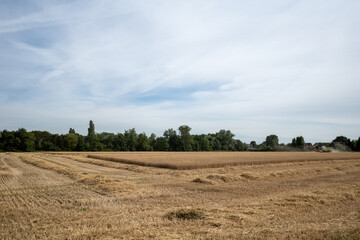 Fototapeta premium Outdoor sunny view of golden oat or wheat field and working combine harvester tractor during harvesting summer season against deep blue sky in Meerbusch, countryside of Düsseldorf, Germany.