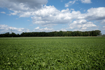 Fototapeta na wymiar Sunny scenery of farm, nature suburban Düsseldorf, Meerbusch Germany against cloudy sky.