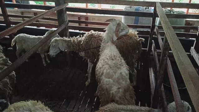 Goat or sheep are four-legged ruminants with thick hair that are kept for agriculture for their hair, meat and milk.