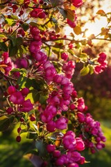 Sun Shining Down Over Pink Spring Flowers