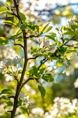 Sunlit Spring Flowers Blooming In A Park