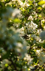 Sunlit White Spring Flowers