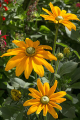 Fototapeta premium Fiore