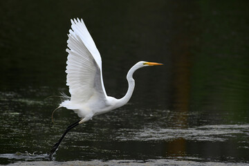Great Egret