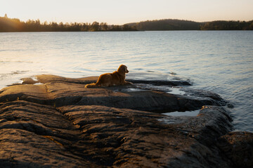 dog on the stone seashore. Nova Scotia duck tolling retriever in a sunset on landscape