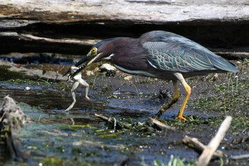 Green Heron with frog
