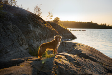 dog on the stone seashore. Nova Scotia duck tolling retriever in a sunset on landscape