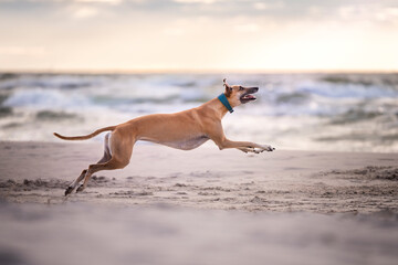 Pies rasy Greyhound biega po plaży 