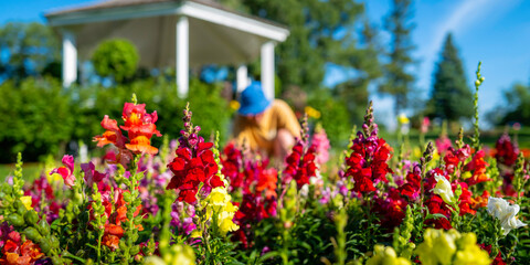 Snapdragon Snappy flower heads. Vibrant red, yellow, and orange colored clusters of petals in the garden and a gardener blurred in the background.