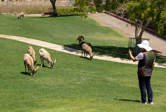 Asian Man Photographs Habituated Bighorn Sheep Feeding in a Park in Nevada, USA