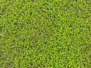 Texture - small green leaves, ground cover in summer