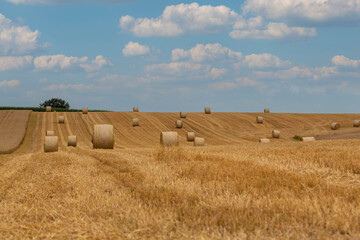 Fototapeta na wymiar organic food, landscape with corn fields, round hay bales on a corn field in summer time landscape