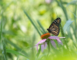 Side angle shot of beautiful monarch butterfly sitting on top of pretty purple coneflower in the...