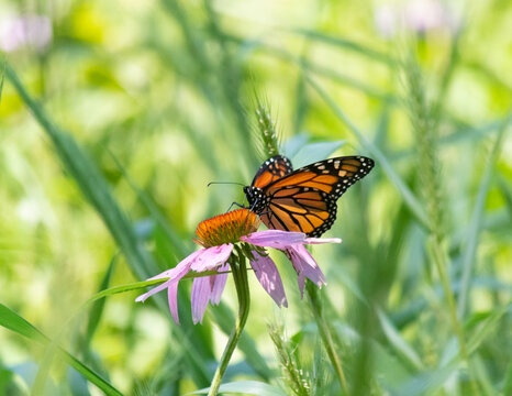 Pretty little monarch butterfly visiting a purple coneflower in the meadow