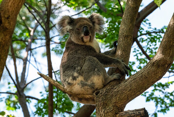 Koala ( Phascolarctos cinereus)
