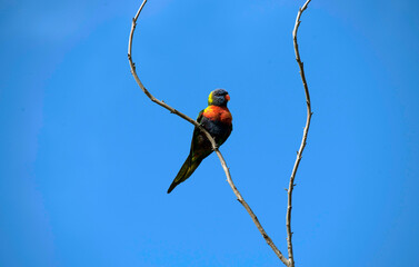 Rainbow Lorikeet (Trichoglossus moluccanus)