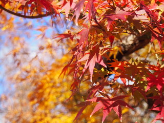 紅葉