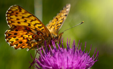 papillon qui butine 