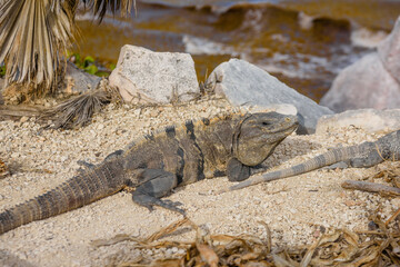 Gray iguana lizard sitting on the ground with leaves, Mayan Ruins in Tulum, Riviera Maya, Yucatan, Caribbean Sea, Mexico