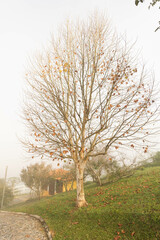 Foggy morning on the farm
