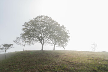 Foggy morning on the farm