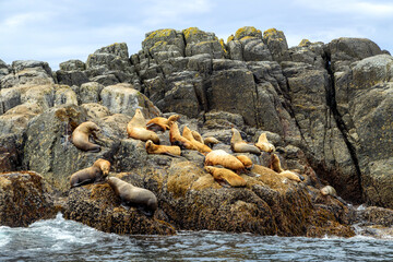 California Sea Lions Pacific Ocean Haida Gwaii Langara Island