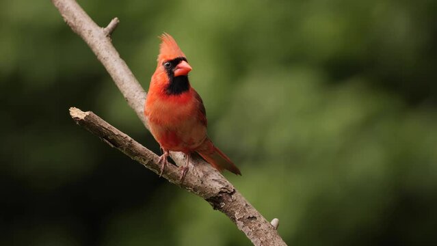 The northern cardinal (Cardinalis cardinalis) - a small bird, bright red color, lives in the forests of North America. He sings well.