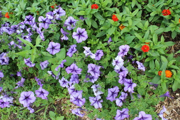 purple and white flowers
