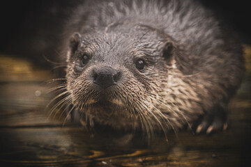 Portrait of an otter