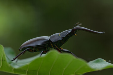 ノコギリクワガタ