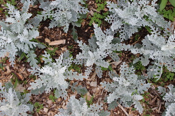 frost on the leaves