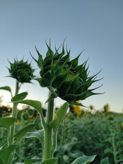 sunflower in the field
