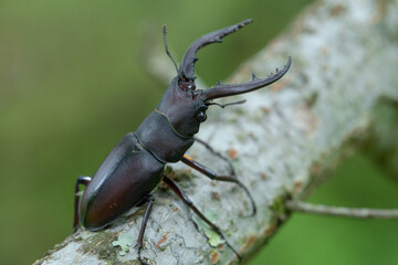 ノコギリクワガタ