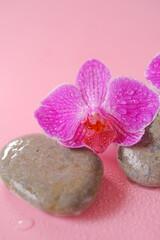Obraz na płótnie Canvas Orchid flower and massage stones in water drops.Pink orchid flowers and gray stones on a pink background. Spa and wellness concept.Beautiful nature wallpaper.