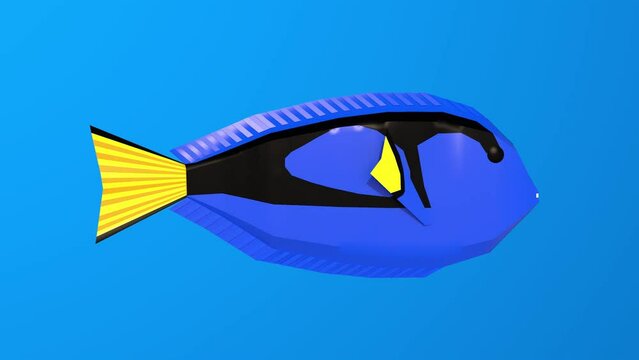 Pez cirujano azul nadando en fondo azul. Dori nadando en el mar. Pez azul, amarillo y negro. Fondo azul. Chroma azul.