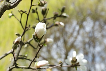 Fototapeta na wymiar Magnolia tree with delicate white flower buds outdoors, closeup. Space for text