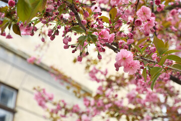 Closeup view of beautiful blossoming sakura tree outdoors on spring day