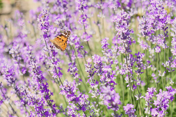 Beautiful lavender flowers growing in field, closeup