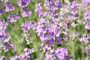 Beautiful lavender flowers growing in field, closeup