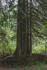 Beautiful Old Growth Forest of Washington’s Olympic Peninsula Beautiful Daisugi Forest Ecosystem of the Old Growth Forest of Washington’s Olympic Peninsula 