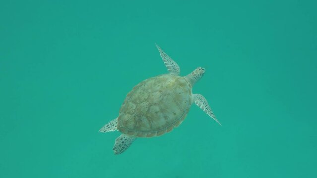 Bright Sea turtle on Redang Island, Malaysia.