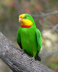 Superb parrot bird sitting on a branch