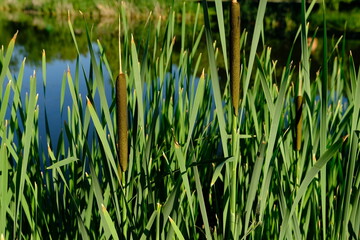 Green reeds hanging over the water sparkling and shimmering in the sun. Close-up with a blurred background.