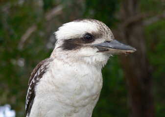 Portrait of a laughing kookaburra bird