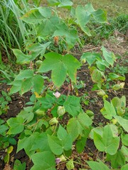 cotton plant in the garden