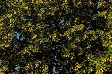 Obraz premium Golden tree or yellow tabebuia. Other names are Sirindhorn yellow, Pridiyathorn and yellow ipe.