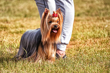 Yorkshire terrier is being displayed at dog show.