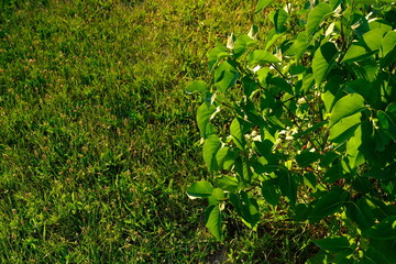 Sunrise in the beautiful park with green grass and leafs of the tree
