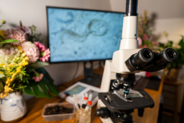 soil microbes organisms in a soil and compost sample, fungus and fungi and under the microscope in regenerative agriculture. in australia.
